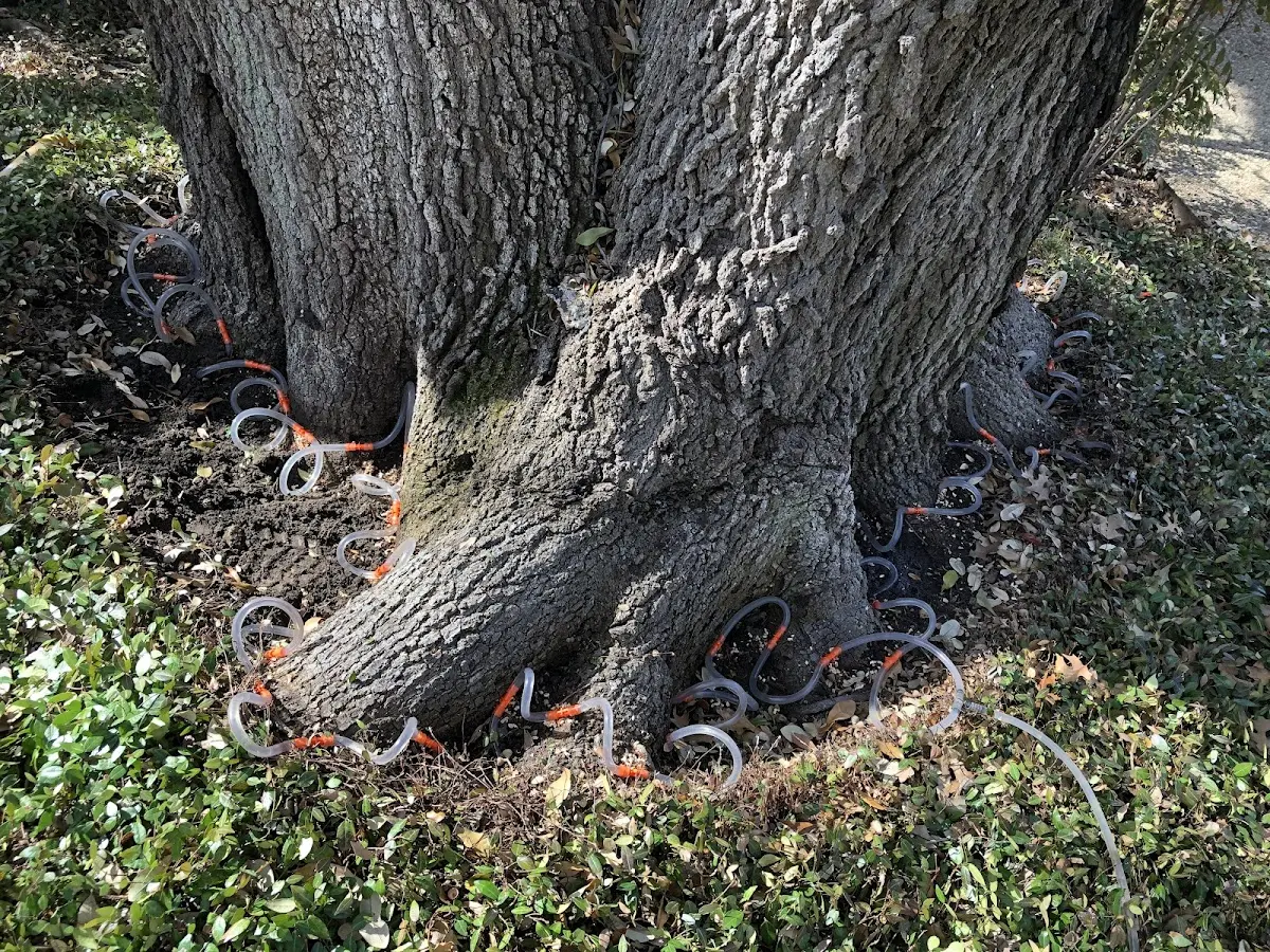 Detailed Tree Cabling and Bracing job site in Sour Lake