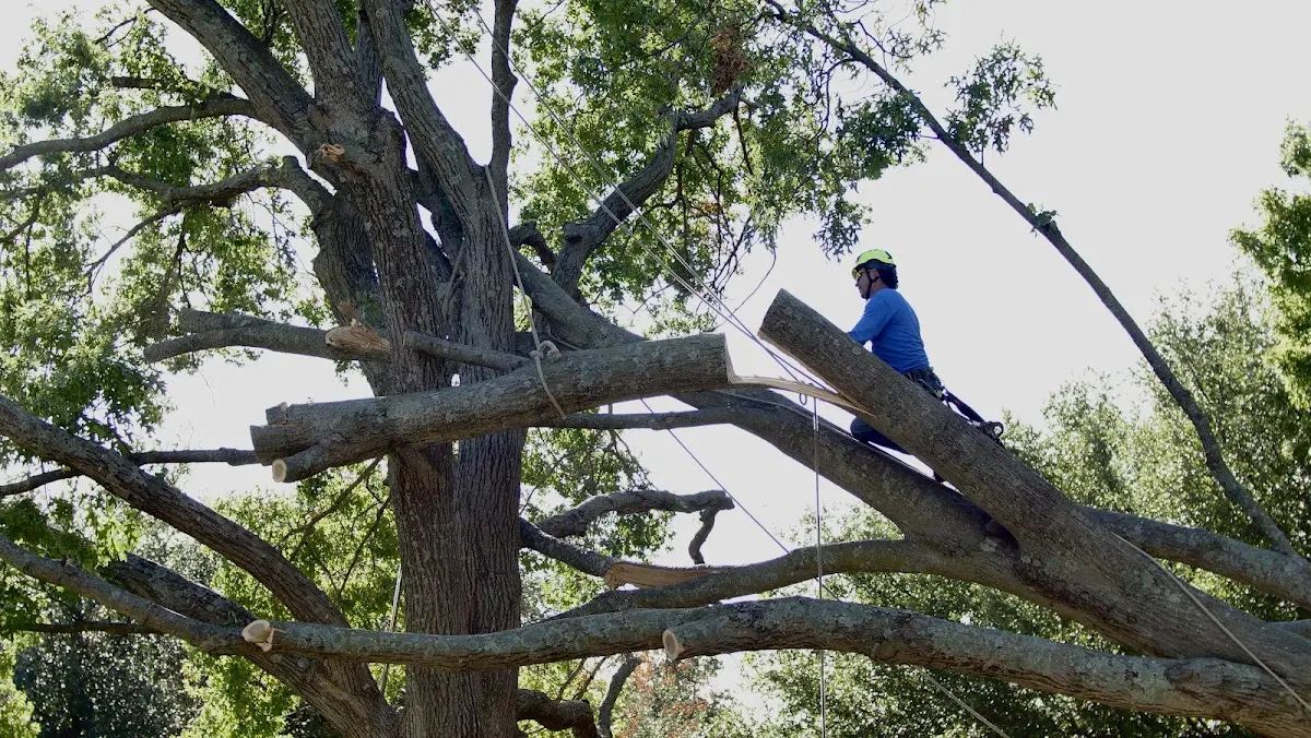 Professional Crown Thinning performed by certified arborists in Sour Lake